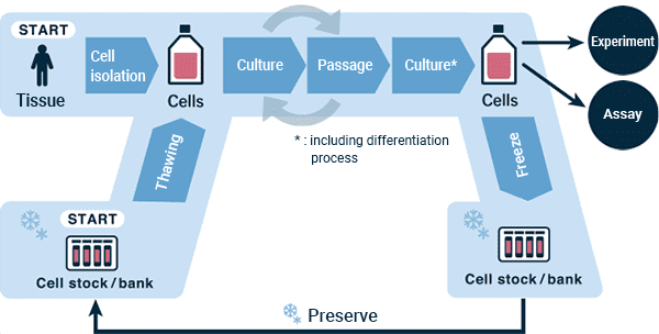 基本的细胞培养过程和程序