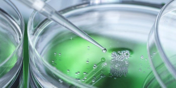 Nature子刊最新研究！新型干细胞可让科学家们在培养皿中制造器官