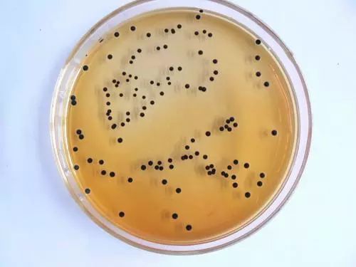 细菌培养皿