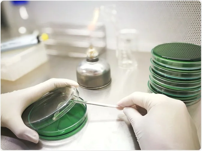 微生物学家使用无菌技术在琼脂平板上传播细菌培养物