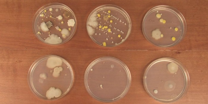 在培养皿中培养细菌——生物学实验